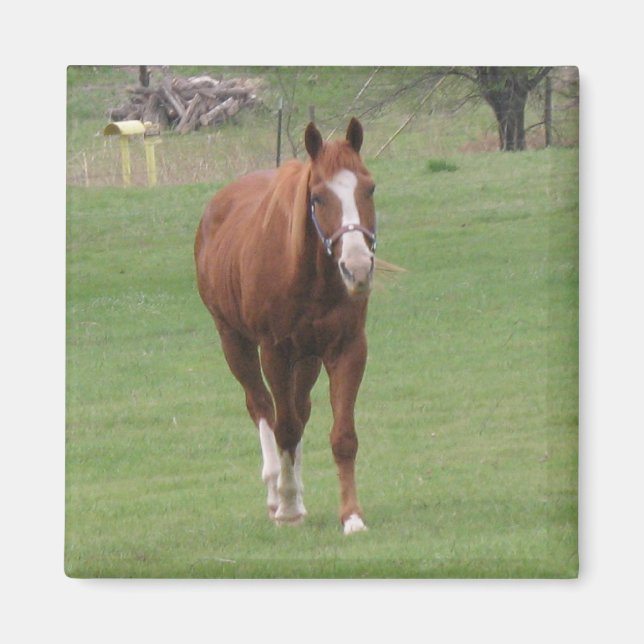 Íman ímã de beleza de cavalo (Frente)