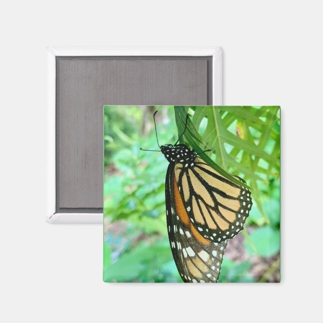 Íman Ímã de Borboleta (Front/Back)