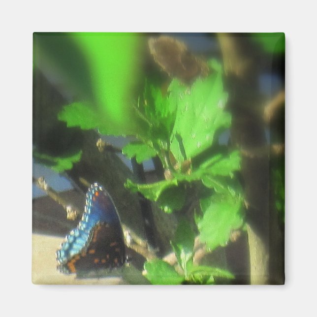 Íman Ímã de Borboleta Azul (Frente)