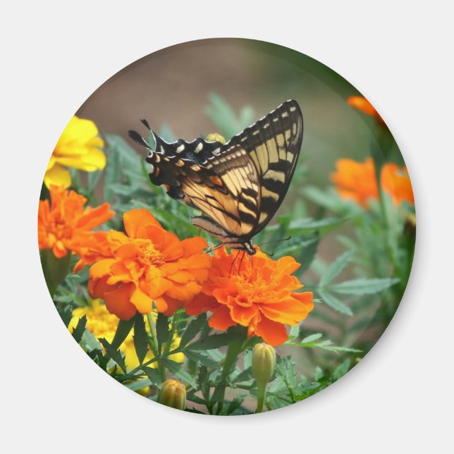 Íman Ímã de Borboleta em Flores Laranjas e Amarelas (Frente)