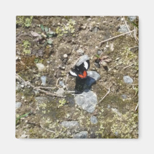 Íman ímã de borboleta pequena