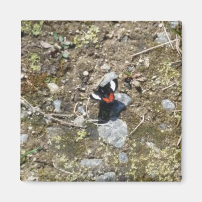 Íman ímã de borboleta pequena (Frente)