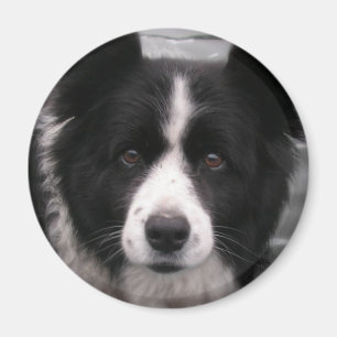 Íman Ímã de border collie