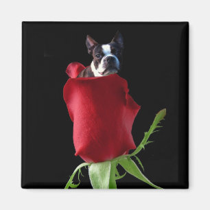 Íman Ímã de Boston Terrier da rosa vermelha