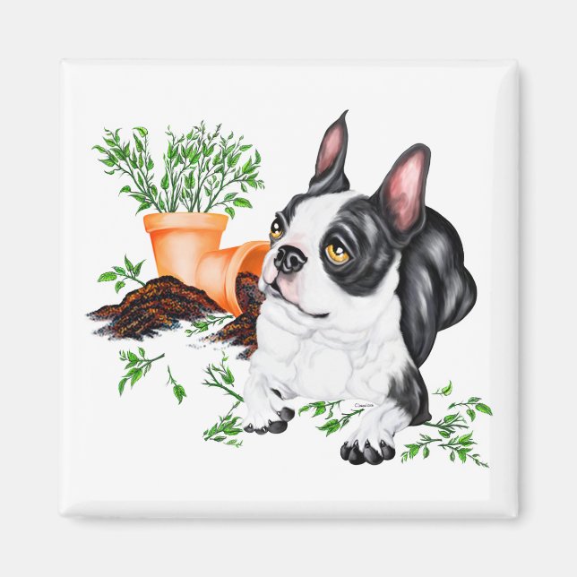 Íman Ímã de Boston Terrier Malandro (Frente)
