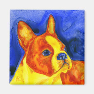 Íman Ímã de Boston Terrier - "menino dourado "