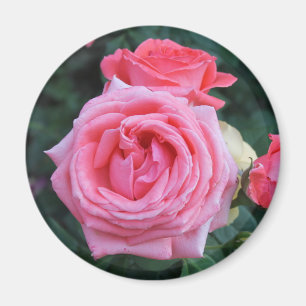 Íman Ímã de Botões de Rosa Rosa