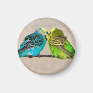 Íman Ímã de Budgies Apaixonados