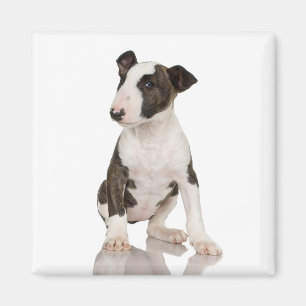 Íman Ímã de bull terrier