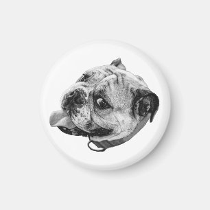 Íman Ímã de Bulldog Gentil