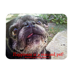 Íman Ímã de Bumblesnot: A felicidade é um animal de