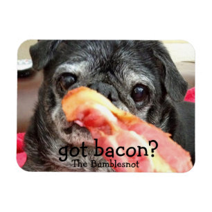 Íman Ímã de Bumblesnot: bacon obtido?