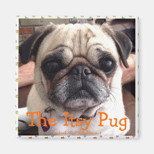 Íman Ímã de Bumblesnot: O Pug de Itsy