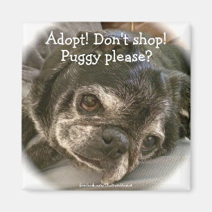 Íman Ímã de Bumblesnot: Puggy por favor?