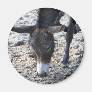Íman Ímã de Burro