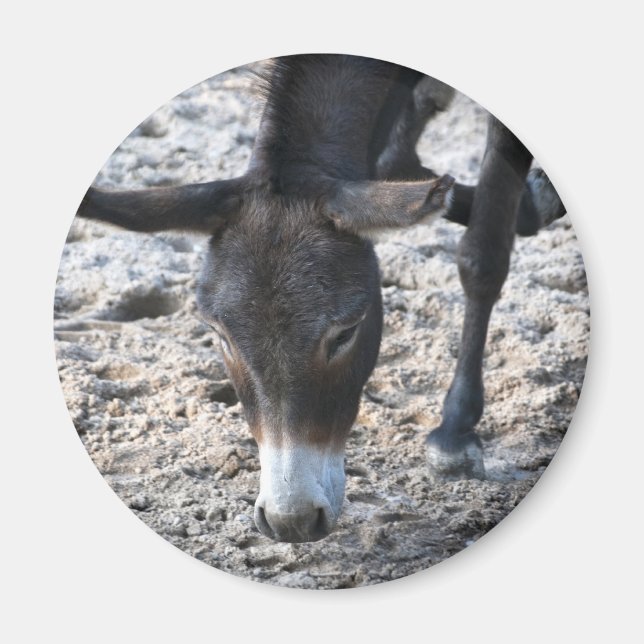 Íman Ímã de Burro (Frente)
