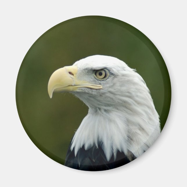 Íman ímã de cabeça de Águia Americana (Frente)