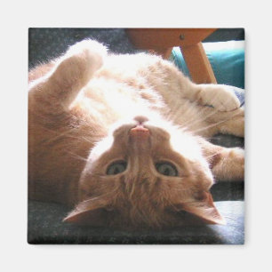 Íman Ímã de cabeça para baixo do gato