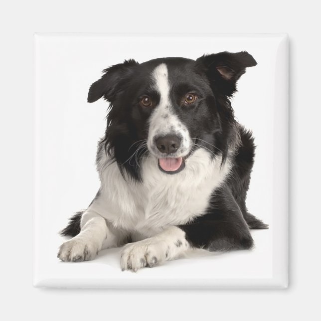 Íman Ímã de Cachorrinho Border Collie Preto e Branco (Frente)