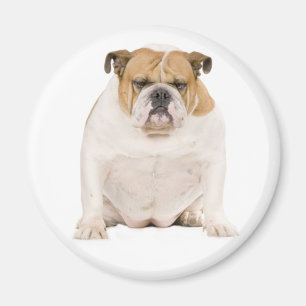 Íman Ímã de Cachorrinho Bulldog Inglês
