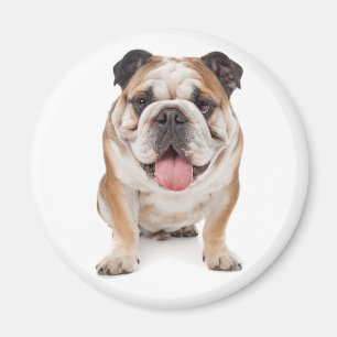 Íman Ímã de Cachorrinho Bulldog Inglês