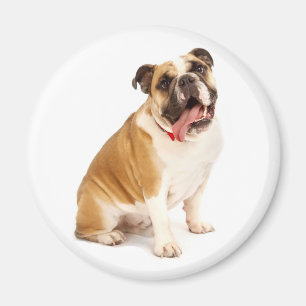 Íman Ímã de Cachorrinho Bulldog Inglês