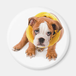 Íman Ímã de Cachorrinho Bulldog Inglês