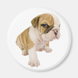 Íman Ímã de Cachorrinho Bulldog Inglês