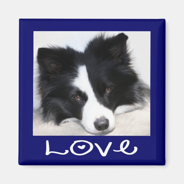 Íman Ímã de Cachorro Border Collie Preto e Branco Amoro (Frente)