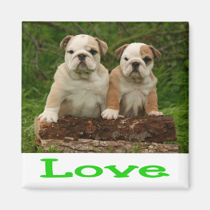 Íman Ímã de Cachorro Bulldog Inglês Verde Adorável
