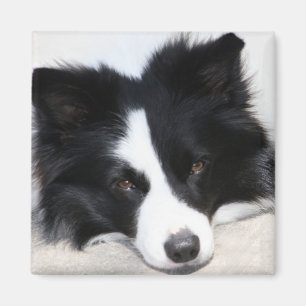 Íman Ímã de Cachorro Collie Preto e Branco