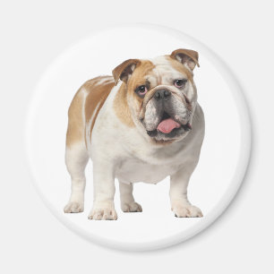 Íman Ímã de Cachorro Inglês Bulldog Filhote