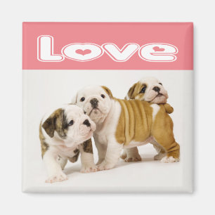 Íman Ímã de Cachorro Inglês Bulldog Filhote Amor
