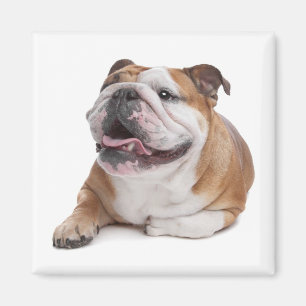 Íman Ímã de Cachorro Inglês Bulldog Filhote Amor