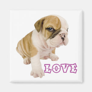 Íman Ímã de Cachorro Inglês Bulldog Filhote Amor