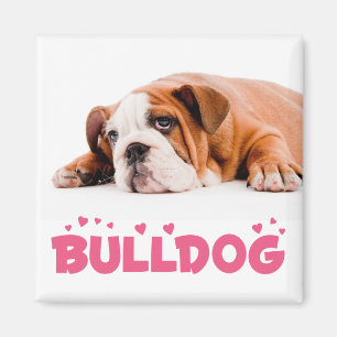 Íman Ímã de Cachorro Inglês Bulldog Filhote Amor