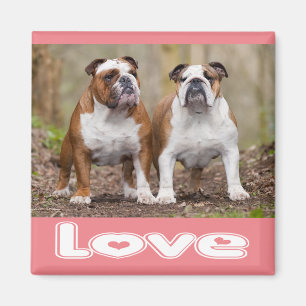 Íman Ímã de Cachorro Inglês Bulldog Rosa de Amor