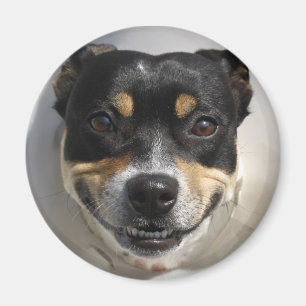 Íman Ímã de cachorro sorrindo