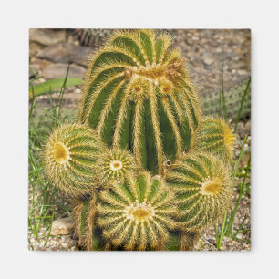 Íman Ímã de Cactus