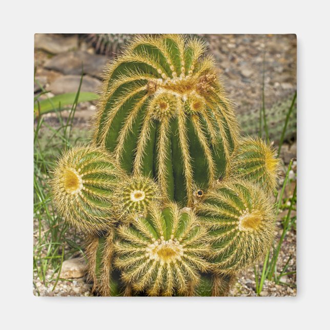 Íman Ímã de Cactus (Frente)