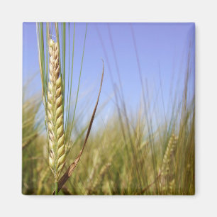 Íman Ímã de campo do milho