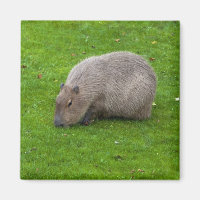 Ímã de Capivara