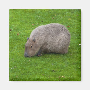 Íman Ímã de Capivara
