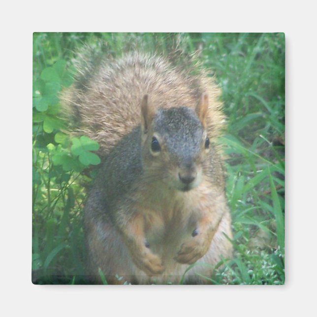 Íman ímã de cauda (Frente)