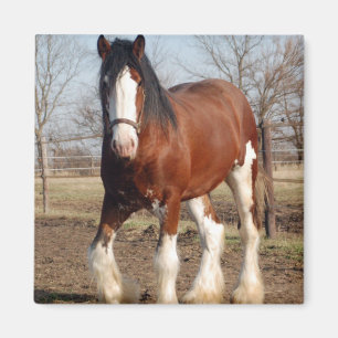 Íman Ímã de Clydesdale