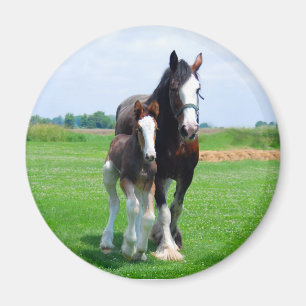 Íman Ímã de Clydesdale e de potro