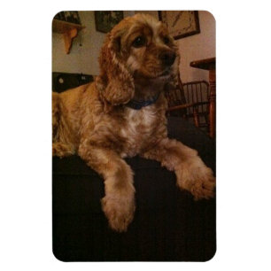 Íman Ímã de cocker spaniel