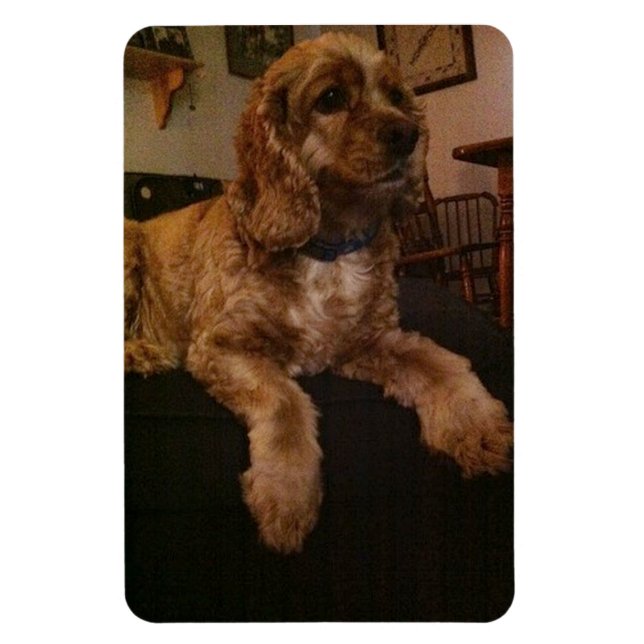 Íman Ímã de cocker spaniel (Vertical)