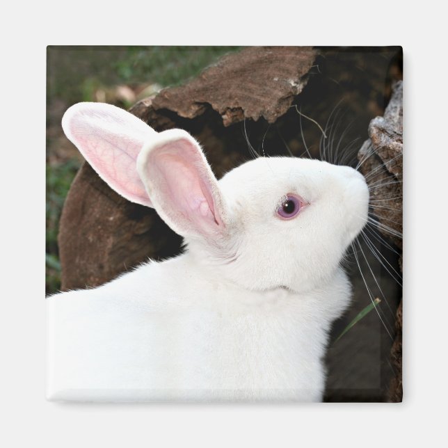 Íman ímã de coelho (Frente)