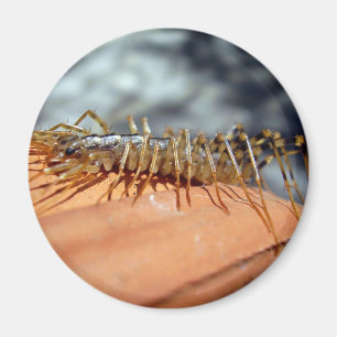 Íman Ímã de Coleoptrata do Scutigera